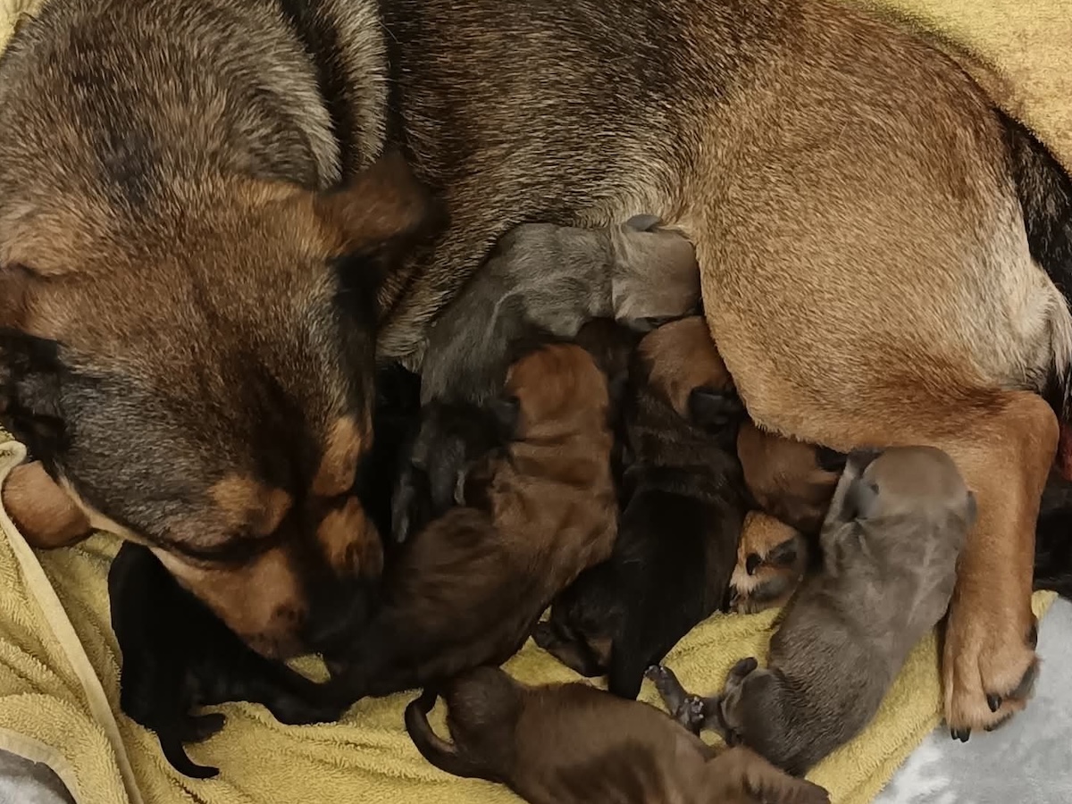 Gombóc und ihre Babys