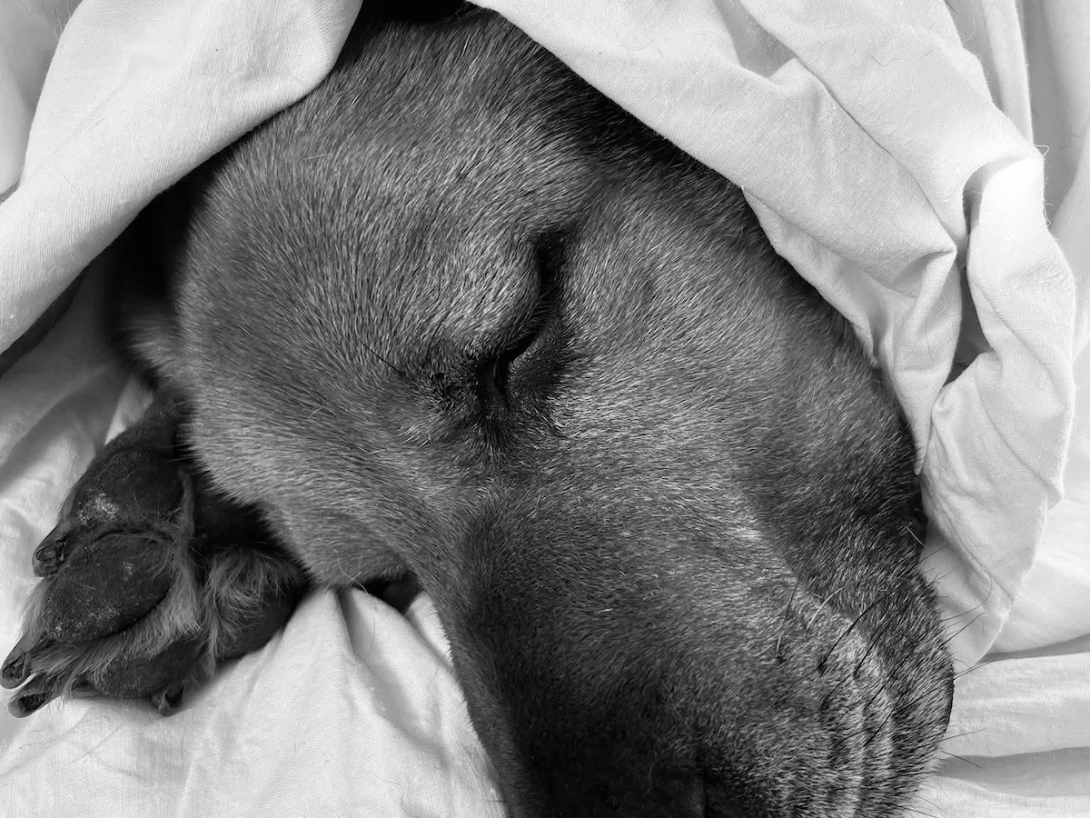 Status: Mach's gut, lieber Charly...du wirst niemals vergessen