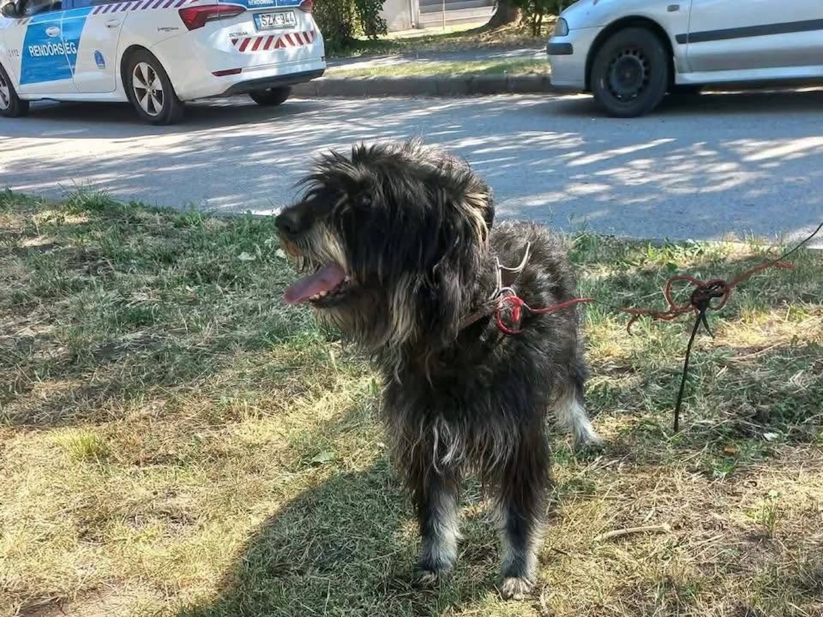 Status: Das Tierheim in Tamási füllt sich immer weiter…