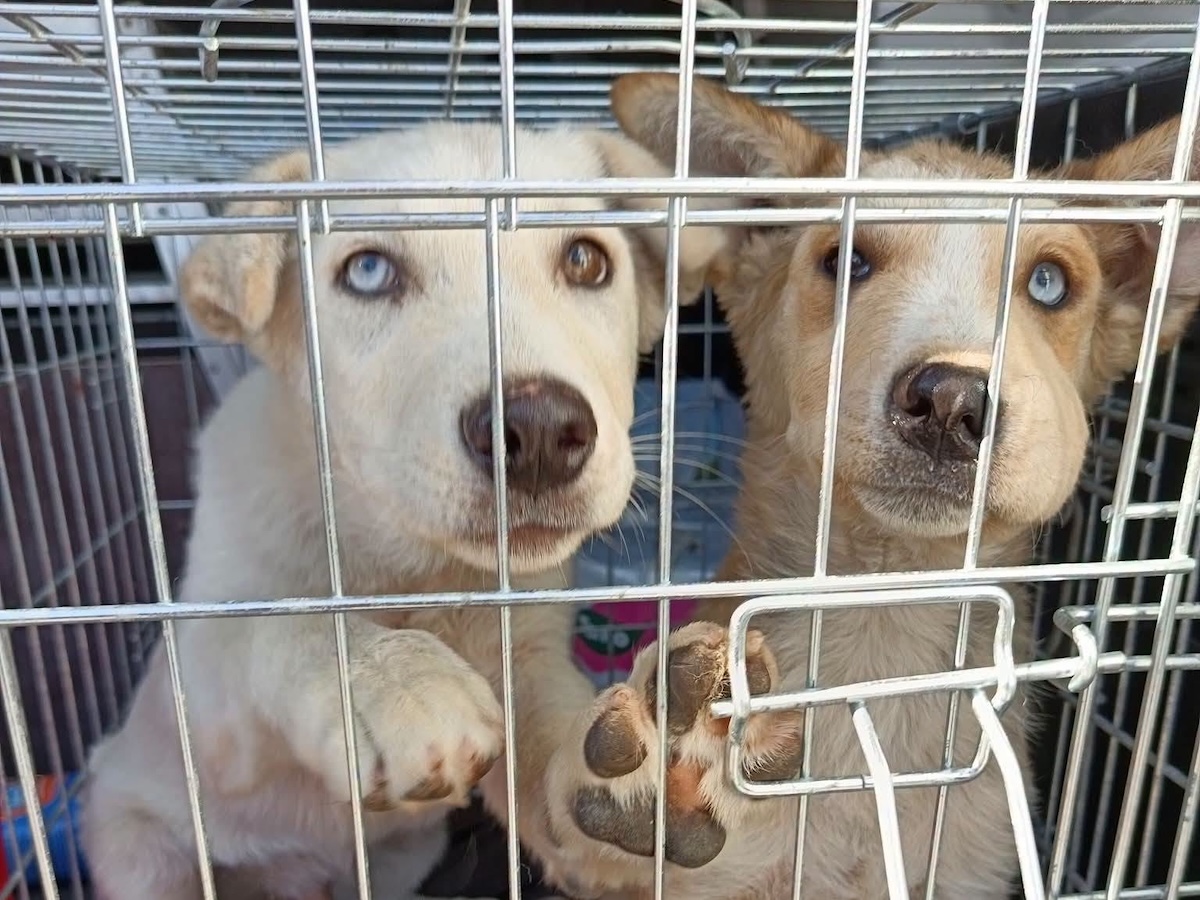 Status: Und noch mal zwei neue Hunde...Adopt, don`t shop