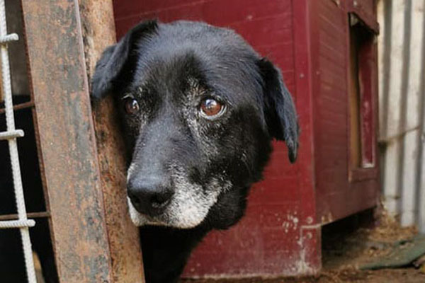 Hunde-Patenschaft