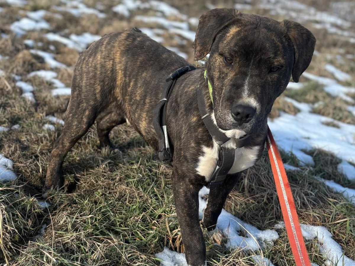 Bosco ♂