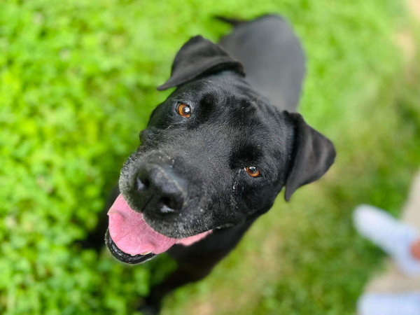 Blacky000002