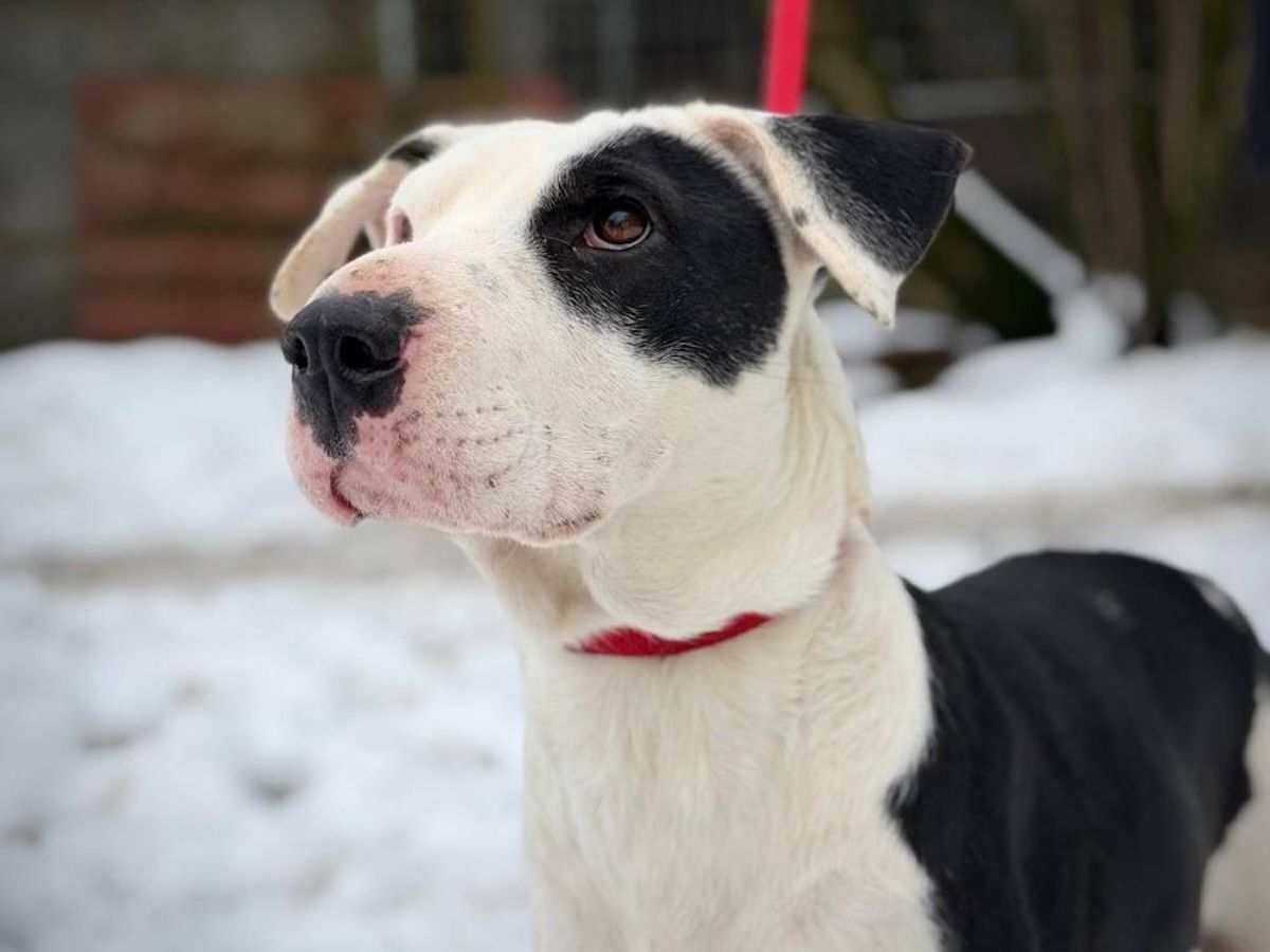 Status: Patenschaft für JOSY gesucht!