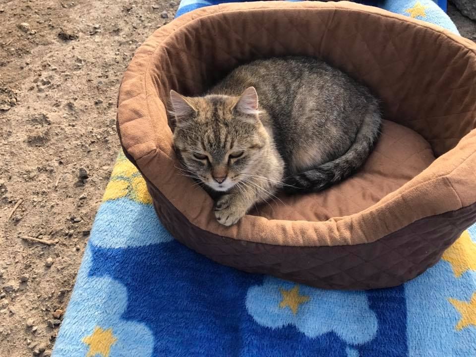 Status: November 2017