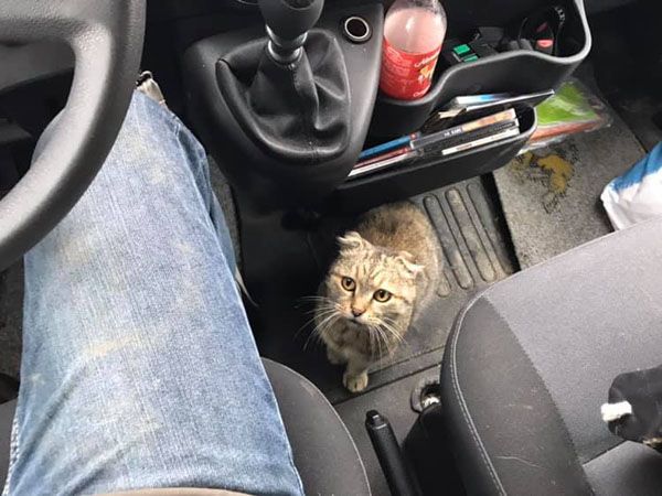 Status: November 2018