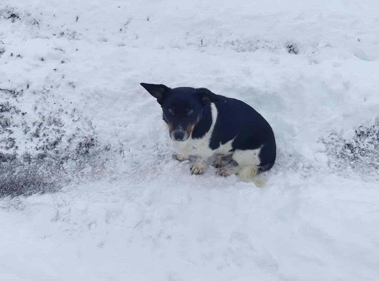 Status: Neuzugang in der Villa Wuff – endlich in Sicherheit 